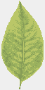 the leaf texture